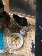 Goudhamster familie met kooi en glazen bak, Dieren en Toebehoren