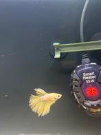 Betta delta man, Dieren en Toebehoren, Vissen | Aquariumvissen