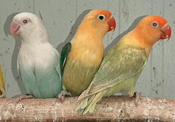 Fischeri pale fallow 2024 turquoise series  beschikbaar voor biedingen