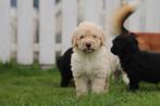 Labradoodle pups, hypo-allergene honden, CDV (hondenziekte), Meerdere, 8 tot 15 weken, Meerdere dieren