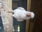 Conure veuve eam, Dieren en Toebehoren, Vogels | Parkieten en Papegaaien, Mannelijk, Dwergpapegaai of Agapornis, Pratend