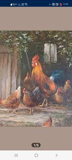 Haan,kip,konijn, Dieren en Toebehoren, Pluimvee, Kip