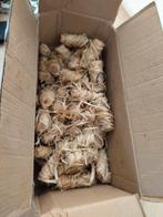 Firelighter ecofire aansteker feniks geharste houtwol, Ophalen