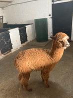 Alpaca hengst, Dieren en Toebehoren, Overige Dieren