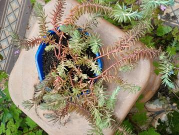 Plante : sedum à fleurs jaunes 