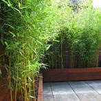 Phyllostachys aurea (gouden bamboe)   0474 71 22 47, Tuin en Terras, Planten | Tuinplanten, Ophalen of Verzenden