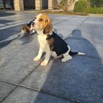 chiots beagle, Parvovirose, Plusieurs, Belgique, 8 à 15 semaines