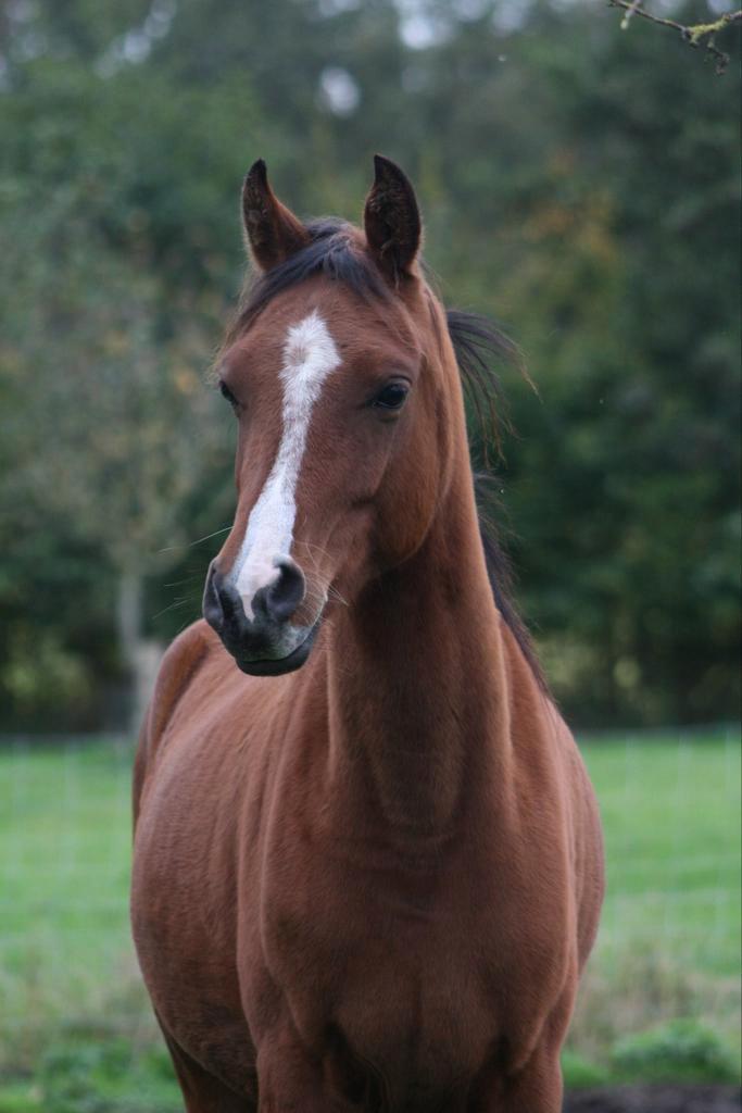 Knappe 3,5-jarige arabische ruin, Dieren en Toebehoren, Paarden, Ruin, Minder dan 160 cm, 3 tot 6 jaar, Recreatiepaard, Met stamboom