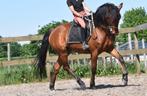 Knappe , 5 jarige, bruine ruin, Dieren en Toebehoren, B, Ruin, 3 tot 6 jaar, Recreatiepony
