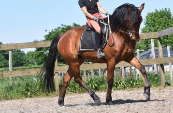 Knappe , 5 jarige, bruine ruin beschikbaar voor biedingen
