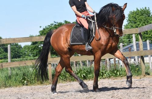 Knappe , 5 jarige, bruine ruin, Dieren en Toebehoren, Pony's, Ruin, B, E pony (1.48m - 1.57m), Recreatiepony, 3 tot 6 jaar, Gechipt