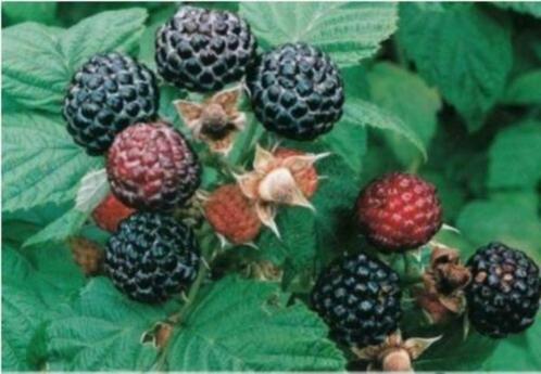 Zwarte framboos "Black Jewel", Tuin en Terras, Planten | Fruitbomen, Ophalen of Verzenden