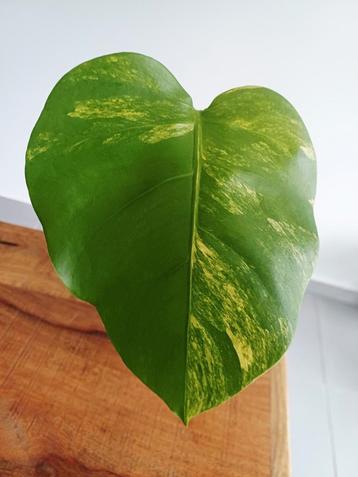 Monstera aurea  beschikbaar voor biedingen