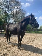 Te koop bomproef A welsh pony, Dieren en Toebehoren, Paarden, Ontwormd
