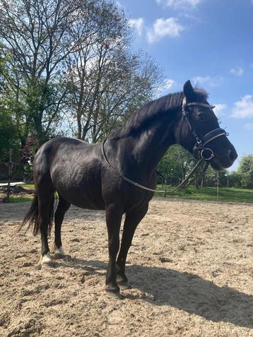 Te koop bomproef A welsh pony beschikbaar voor biedingen