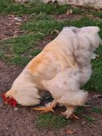 Brahma Lemon Pyle haan, Dieren en Toebehoren, Pluimvee