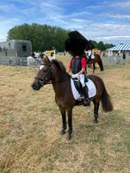 Perfecte starterspony! A-pony, Dieren en Toebehoren, Gechipt, B, Ruin, A pony (tot 1.17m)