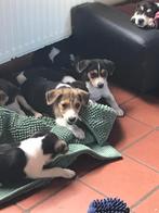 Boerenfox puppy's, Parvovirose, Plusieurs, Belgique, 8 à 15 semaines