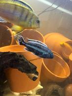 Cichliden, Dieren en Toebehoren