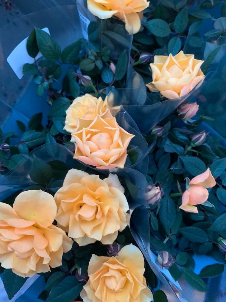 10x kamerplanten, Tuin en Terras, Bloembollen en Zaden, Ophalen