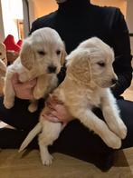 Mooie Golden Retriever pups, Dieren en Toebehoren, Golden retriever, België, Fokker | Hobbymatig, 8 tot 15 weken