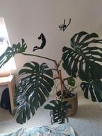 Grote monstera plant, Huis en Inrichting, Kamerplanten, Ophalen