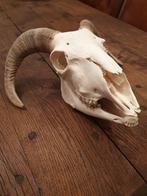 Schapen ram schedel. Sheep/skull/Mancave/Rariteitenkabinet, Verzamelen, Dierenverzamelingen, Ophalen of Verzenden, Nieuw, Boerderijdier