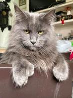 Unike  Blue Smoke Polydacty kater met 7 teens uit Rusland!, Kater, Gechipt, 0 tot 2 jaar