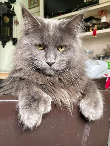 Unike  Blue Smoke Polydacty kater met 7 teens uit Rusland! beschikbaar voor biedingen