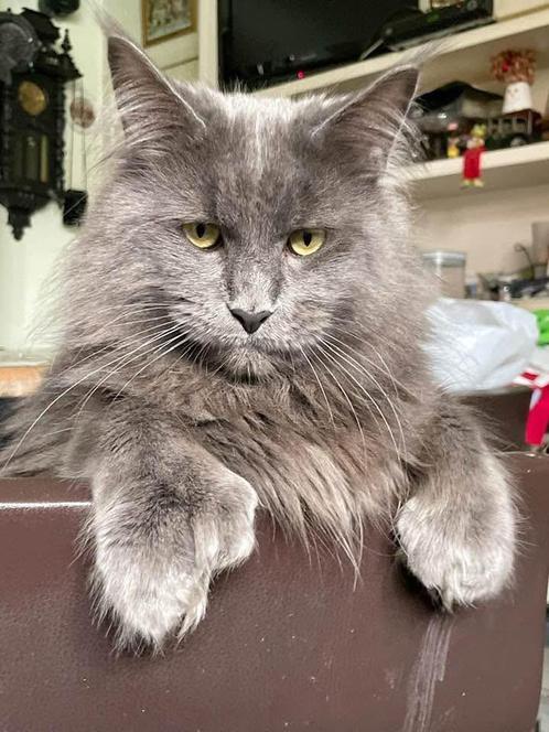Gereserveerd ❗️ Blue Smoke Polydacty kater uit Rusland!, Dieren en Toebehoren, Katten en Kittens | Raskatten | Langhaar, Kater