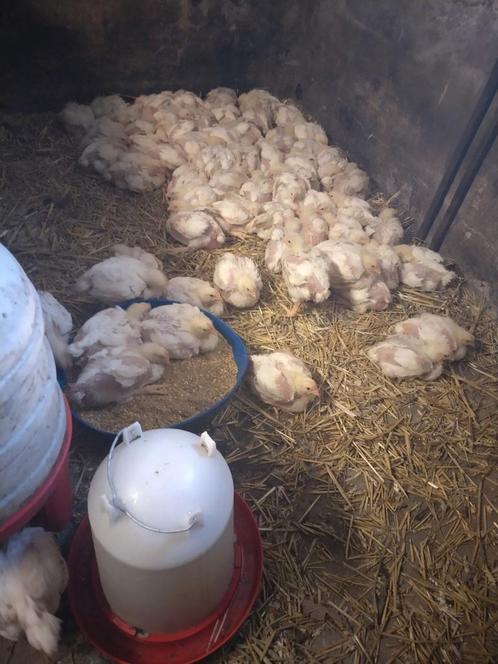Vetkippen, Dieren en Toebehoren, Pluimvee