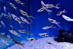 Endler guppies - Poecilia wingei - Endler's livebearer, Dieren en Toebehoren, Vissen | Aquariumvissen