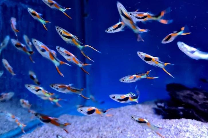 Endler guppies - Poecilia wingei - Endler's livebearer, Dieren en Toebehoren, Vissen | Aquariumvissen