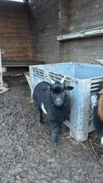 Prachtige zwarte bok met witte vlekjes, Animaux & Accessoires, Moutons, Chèvres & Cochons, Mâle, Chèvre, 0 à 2 ans