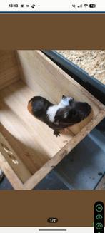 Baby cavia's te koop 10 euro, November, Meerdere dieren, Cavia