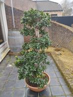 Ficus bonsai, Huis en Inrichting, Kamerplanten, Ophalen, Bonsai, 150 tot 200 cm