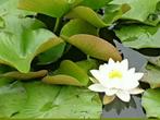 waterlelies WIT, Tuin en Terras, Ophalen
