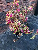 Mooie siernetel, Ophalen