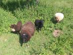 Oeussant, Dieren en Toebehoren, Schapen, Geiten en Varkens, Meerdere dieren, Schaap, 0 tot 2 jaar