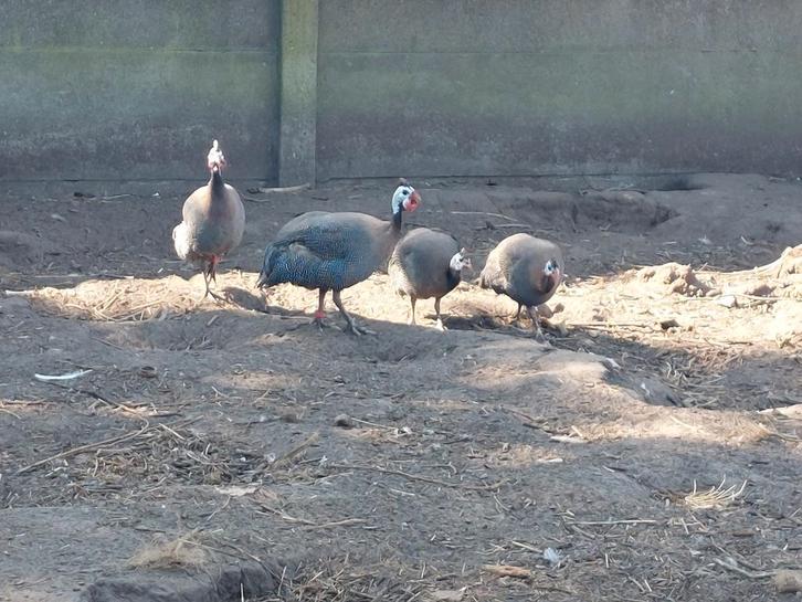 parelhoenders, Dieren en Toebehoren, Pluimvee