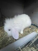 Sierkonijnen te koop, Dieren en Toebehoren, Meerdere dieren, Middelgroot, Hangoor, 0 tot 2 jaar