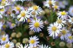 Vaste plant Aster ageratoides 'Asran', Tuin en Terras, Ophalen, Bodembedekkers, Volle zon, Vaste plant