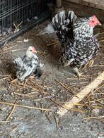 Coq serama 6semaines, Dieren en Toebehoren