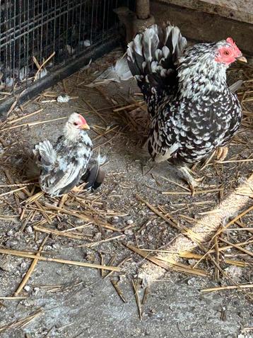 Coq serama 6semaines
