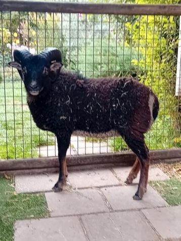 Mooie ram beschikbaar voor biedingen