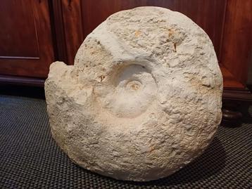 Zeer grote ammoniet - fossiele inktvis - 21 kg! beschikbaar voor biedingen