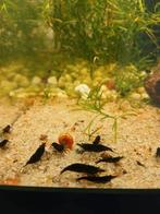 Black sakura garnalen neocaridina, Dieren en Toebehoren, Kreeft, Krab of Garnaal, Zoetwatervis