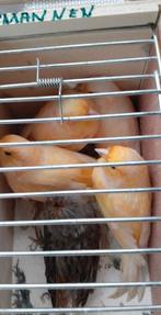 vogels, Dieren en Toebehoren, Meerdere dieren, Kleurkanarie