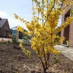 Forsythia - chinees klokje, Ophalen, Haag