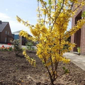 Forsythia - chinees klokje  beschikbaar voor biedingen